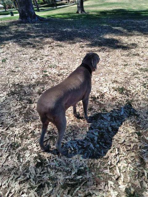 Bailey from back